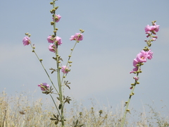 Alcea setosa