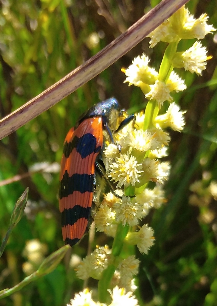 Conognatha sellovii