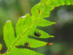 Chrysocoris fascialis