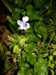 Viola