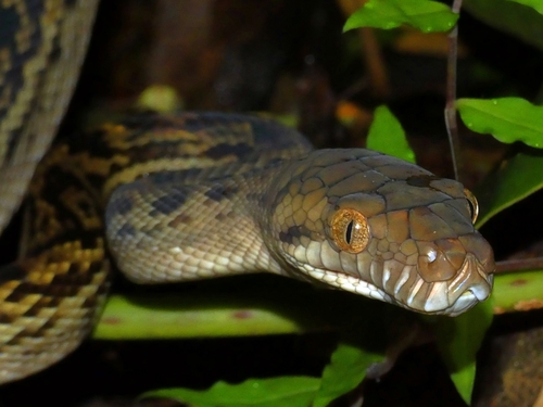 Australian Scrub Python sighting