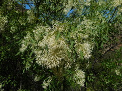 Fraxinus cuspidata