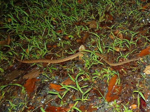 Brown Tree Snake sighting