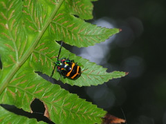 Chrysocoris fascialis