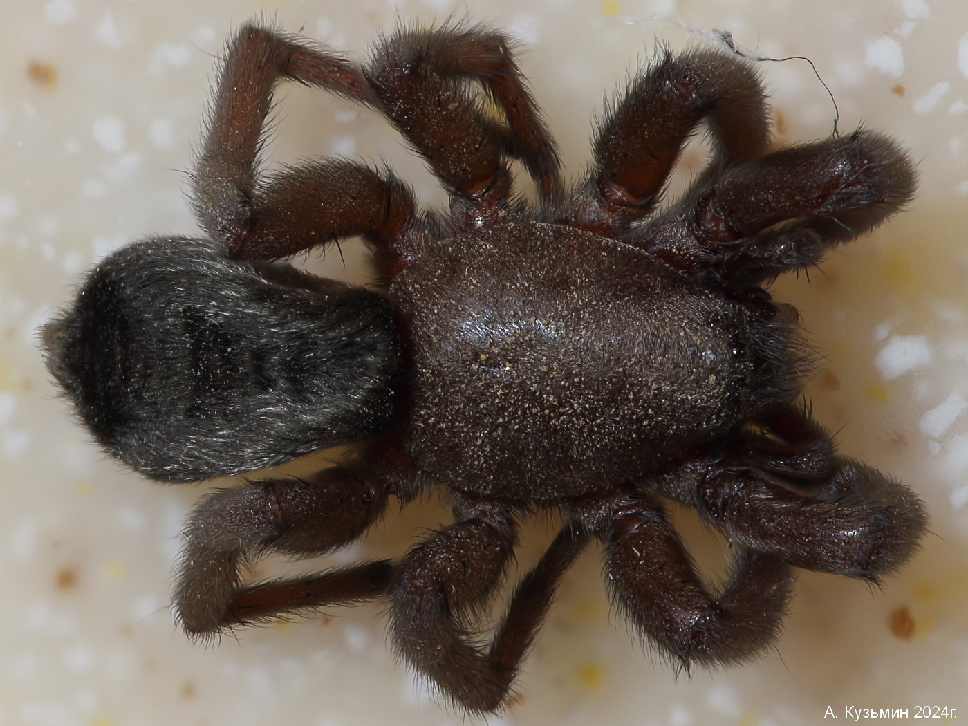 Паук Scotophaeus blackwalli