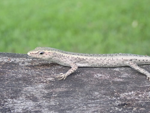 Metallic snake-eyed skink, Cryptoblepharus metallicus