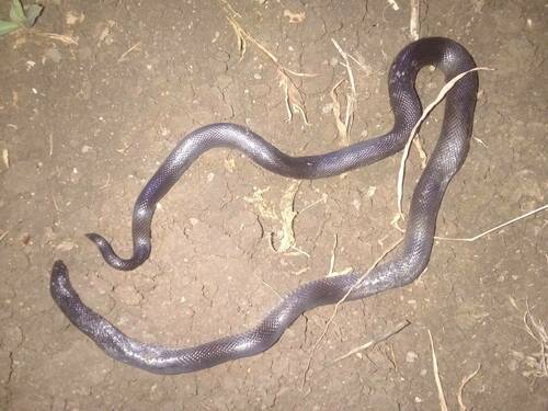 Photo of a Phillips' Burrowing Asp (Atractaspis phillipsi)