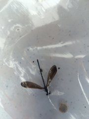 Argia fumipennis
