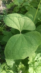 Jeffersonia diphylla