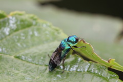 Coraebus hastanus ephippiatus