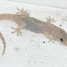 Spotted House Gecko - Photo (c) Derek Hudgins, some rights reserved (CC BY-NC), uploaded by Derek Hudgins