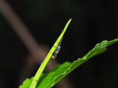 Oedemera sauteri