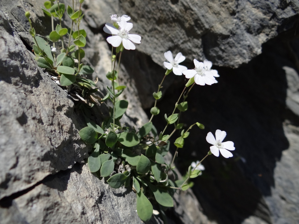 Petrocoptis pyrenaica