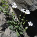 Petrocoptis pyrenaica - Photo (c) javierloidi, algunos derechos reservados (CC BY-NC)