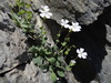 Petrocoptis pyrenaica - Photo (c) javierloidi, some rights reserved (CC BY-NC)
