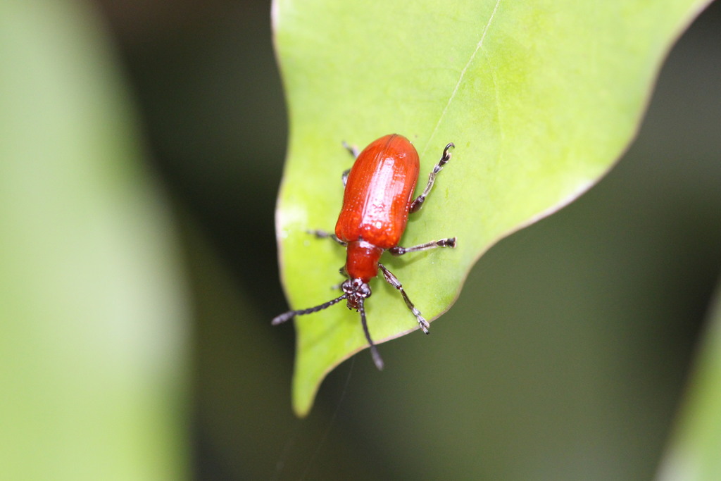 Lilioceris formosana
