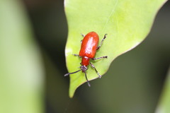 Lilioceris formosana