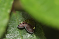 Ricanula pulverosa