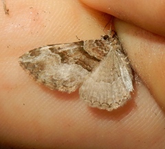 Xanthorhoe lacustrata