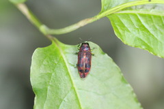 Lamprodila cupreosplendens kerremansi