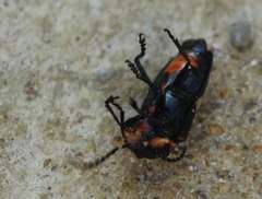 Allocerus dilaticornis