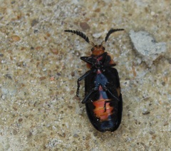 Allocerus dilaticornis