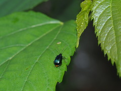 Arthrotus abdominalis