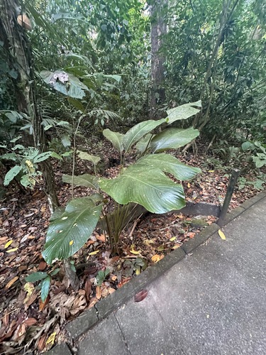 Goeppertia inocephala, photograph 5