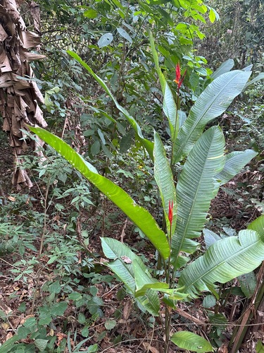 Heliconia osaensis (Heliconia osaensis)