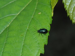 Arthrotus abdominalis