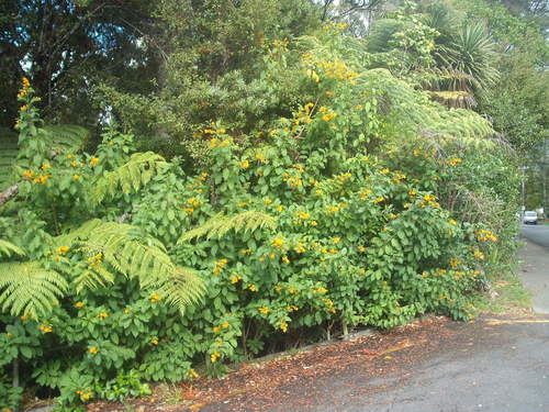 Cestrum aurantiacum