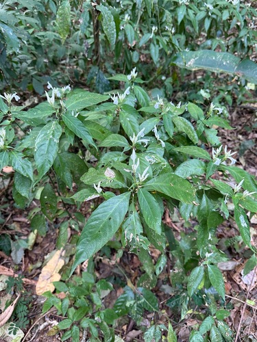 Justicia urophylla, photograph 3