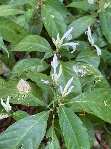 Justicia urophylla, photograph 4