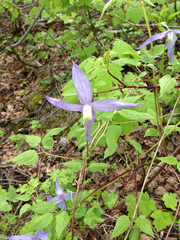 Clematis occidentalis grosseserrata