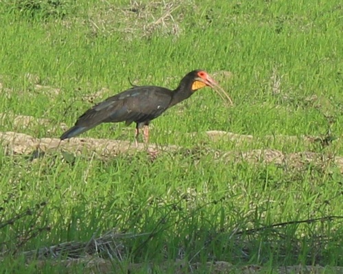 Cercibis oxycerca