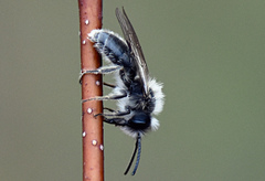 Andrena frigida
