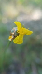Xyris elliottii