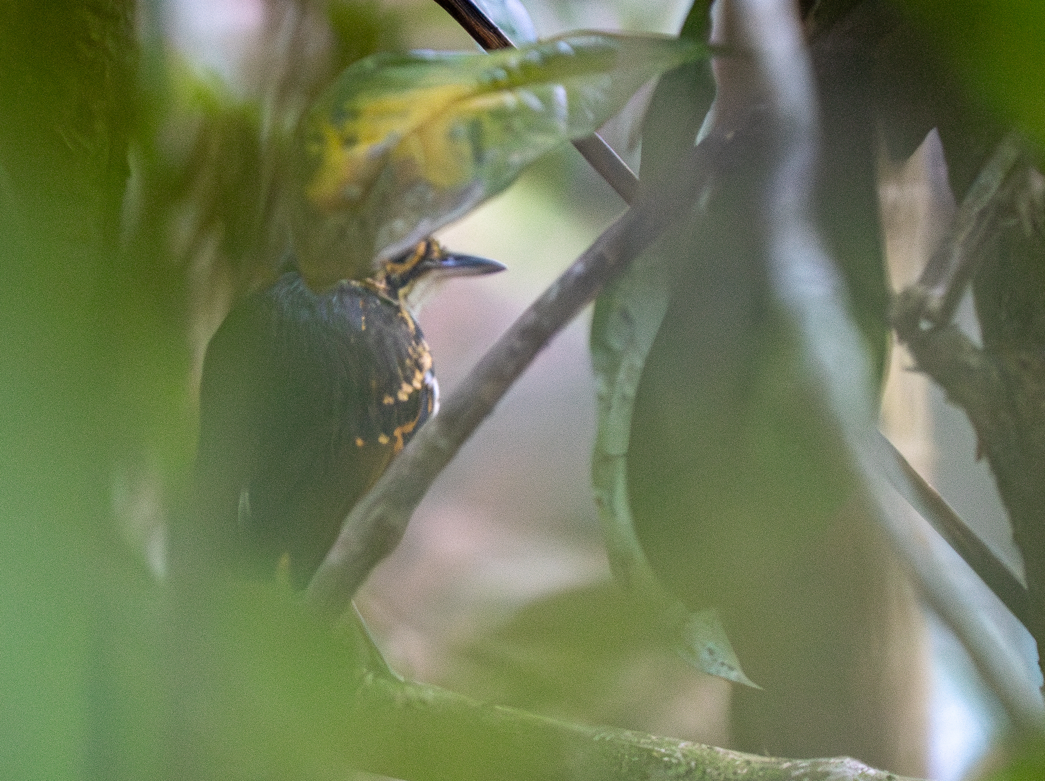 Streak-chested Antpitta (Hylopezus perspicillatus), photo 7