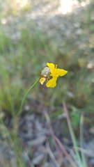 Xyris elliottii