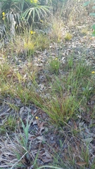Xyris elliottii