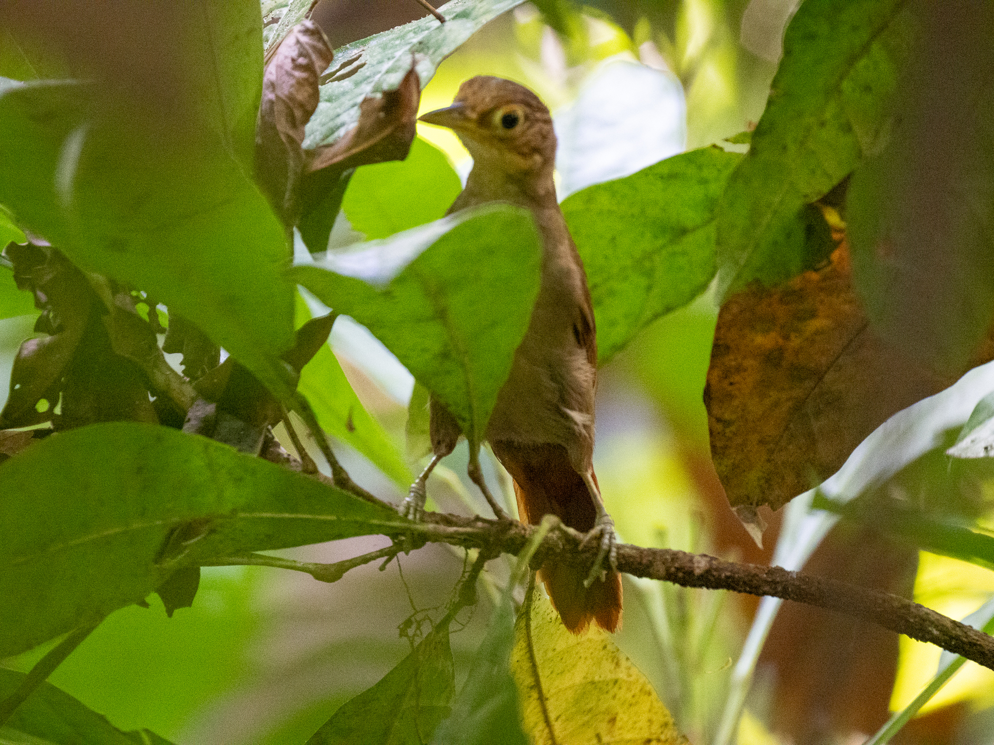 Chiriqui Foliage-gleaner (Automolus exsertus), photo 2