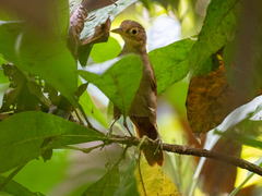Chiriqui Foliage-Gleaner photo 1