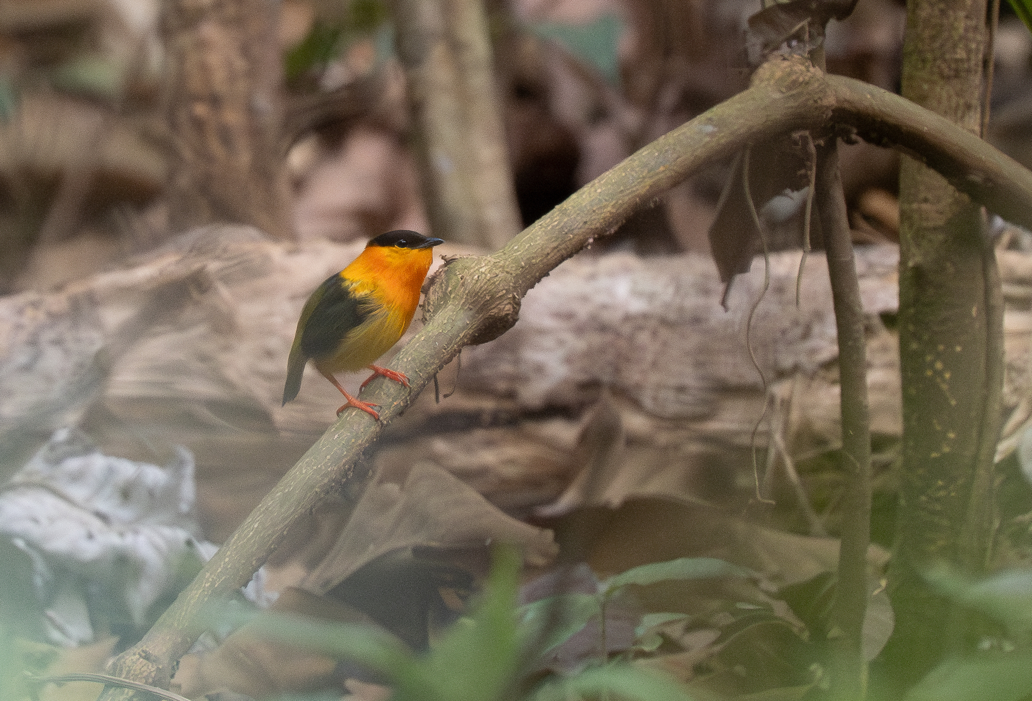 Orange-collared Manakin (Manacus aurantiacus), photo 10