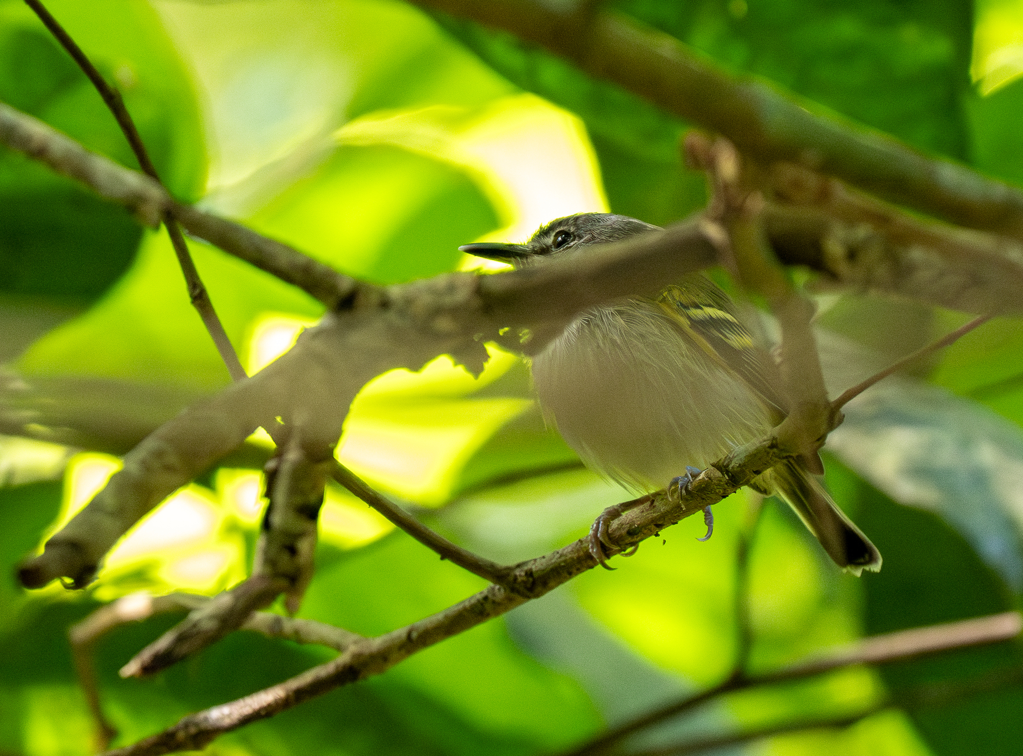 Slaty-headed Tody-Flycatcher (Poecilotriccus sylvia), photo 10