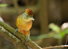 Thamnophilus doliatus image