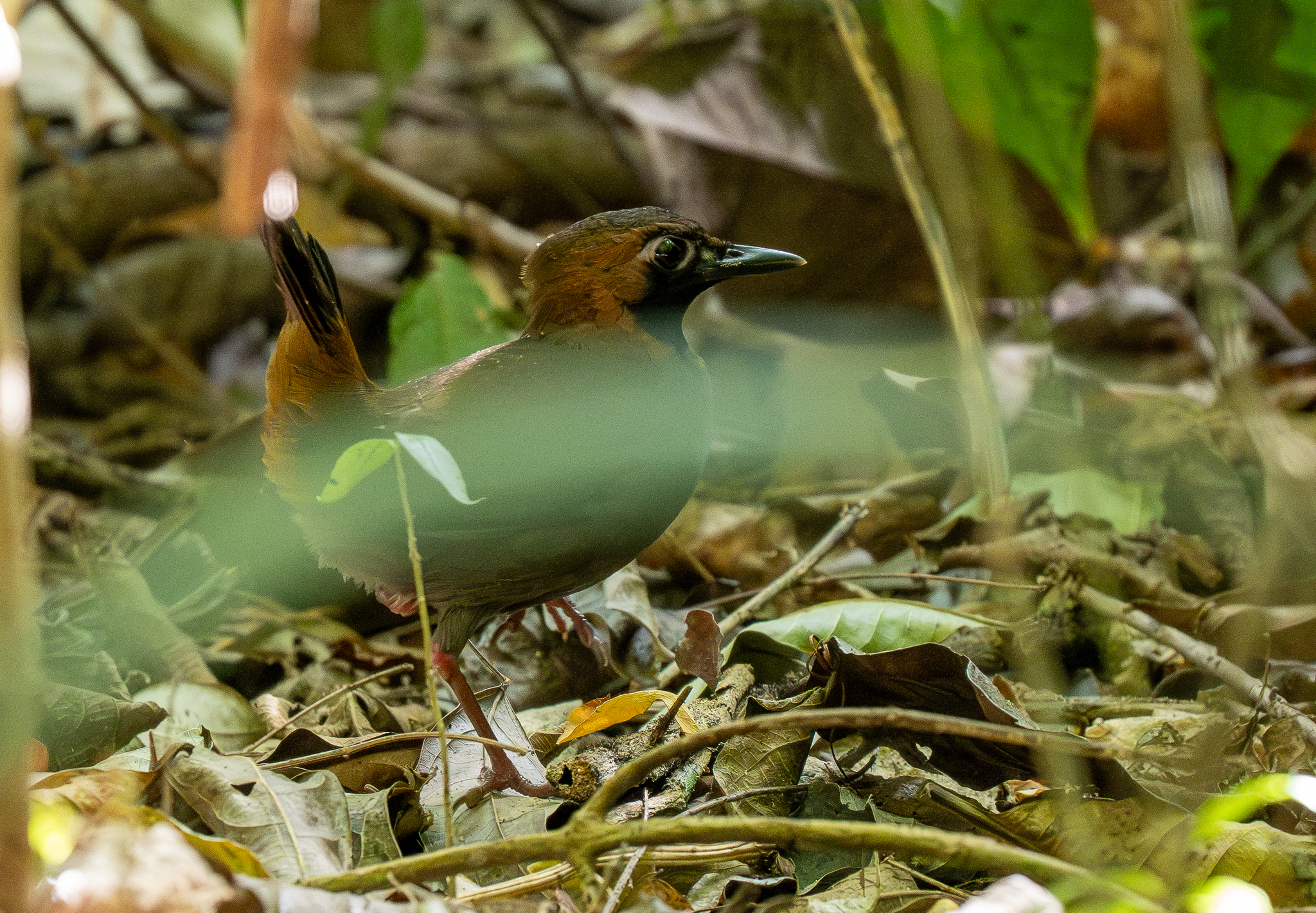 Black-faced Antthrush (Formicarius analis), photo 9