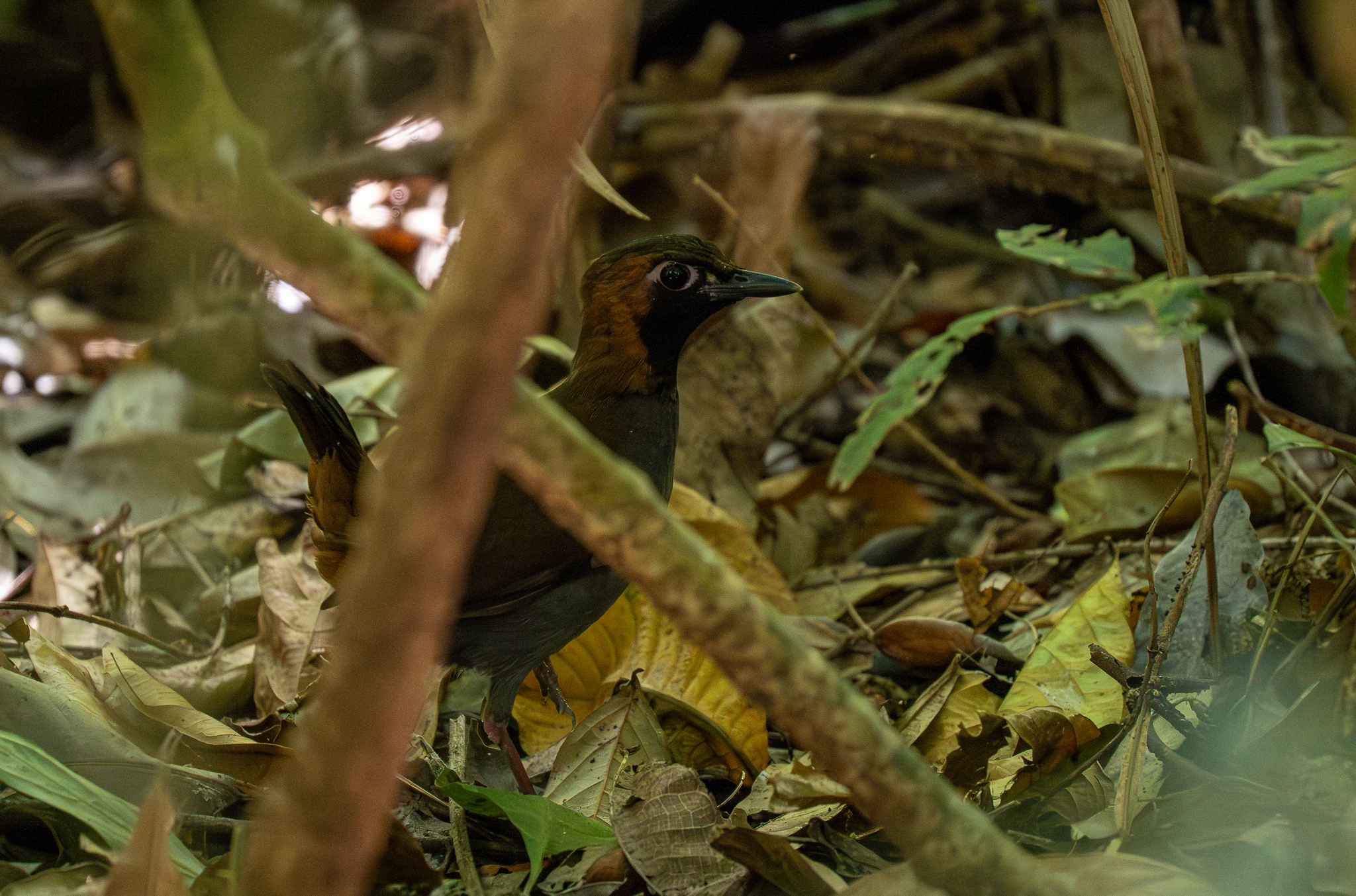Black-faced Antthrush (Formicarius analis), photo 10