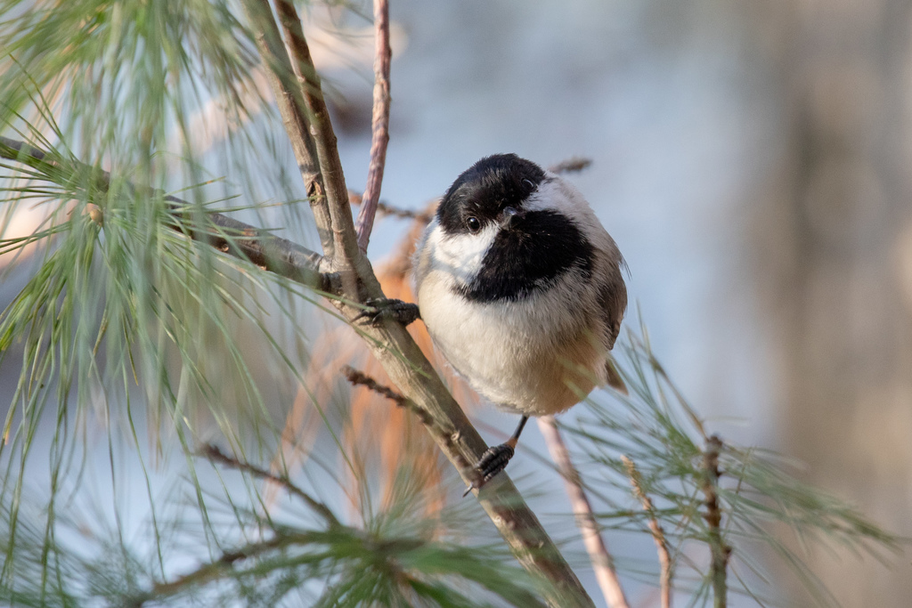 Black-capped Chickadee (Birds of Fishers Peak State Park) · iNaturalist