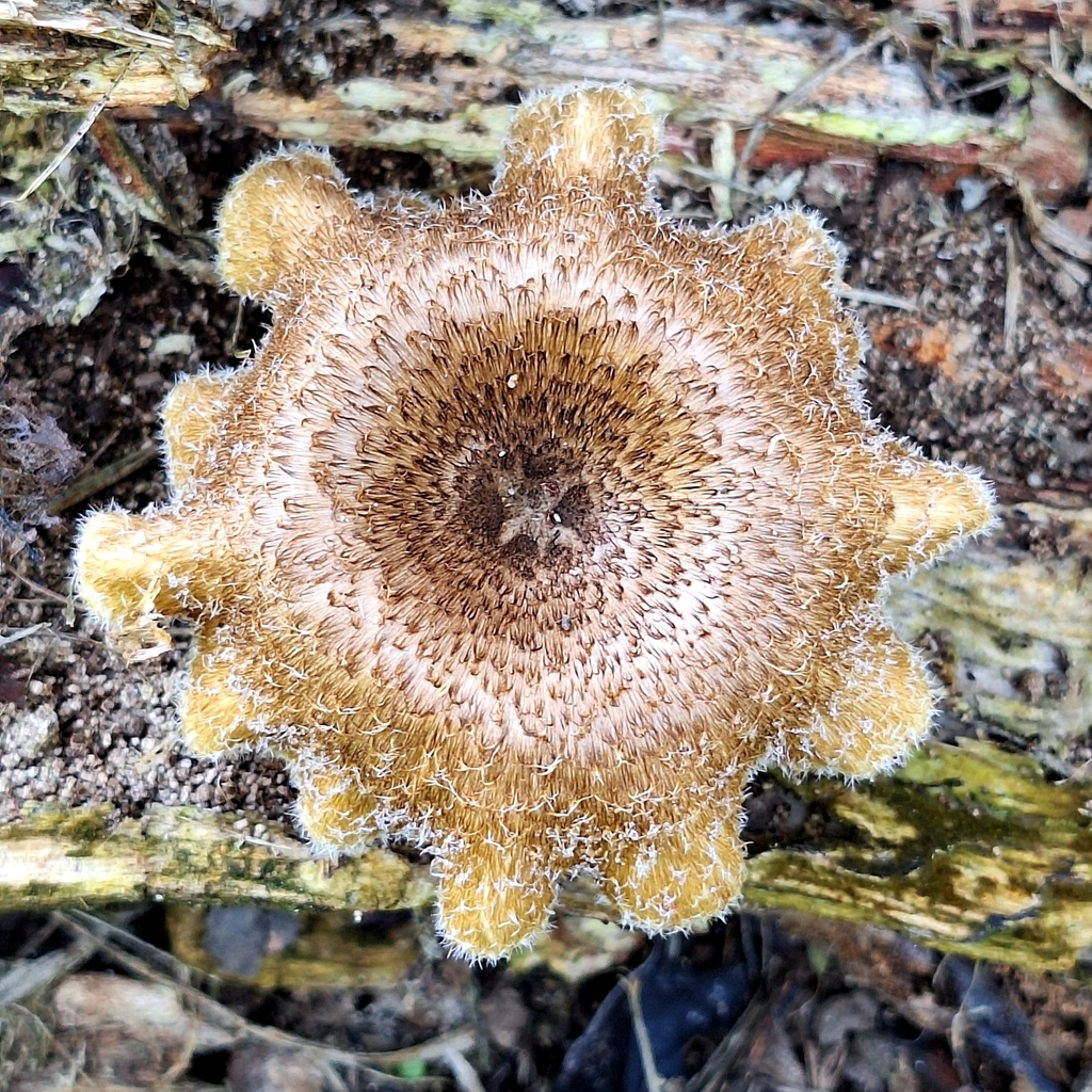 Lentinus crinitus · March 2024 · photo: © deniszabin (iNaturalist, cc-by)