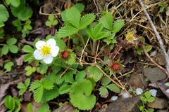 Fragaria nubicola